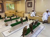 Falkenklinik in Abu Dhabi