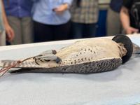 Falkenklinik in Abu Dhabi