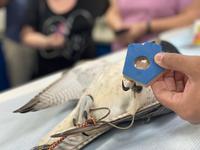 Falkenklinik in Abu Dhabi