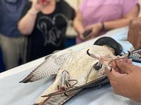 Falkenklinik in Abu Dhabi