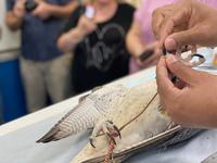 Falkenklinik in Abu Dhabi