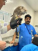 Falkenklinik in Abu Dhabi