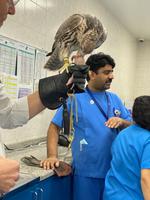 Falkenklinik in Abu Dhabi