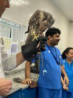 Falkenklinik in Abu Dhabi