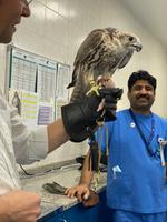 Falkenklinik in Abu Dhabi