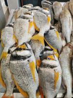 Besonders hübsch anzusehende Fische auf dem Fischmarkt Souq al Jubail, Sharjah