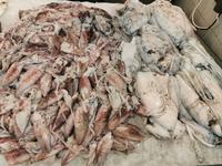 Tintenfisch und Sepien im Souq al Jubail, Sharjah