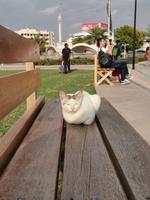 Diese Katze hat die Bank belegt, Dubai Frame