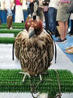 Wenn der Falke dieses Mützchen trägt, ist er ganz ruhig