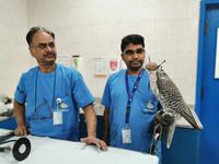 Diesem Falken müssen die Nägel geschnitten werden, unter Betäubung versteht sich. 