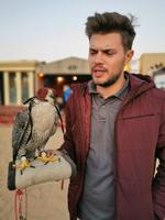 Wir dürfen einen Falken bei der Jagd beobachten, Wüstencamp, VAE