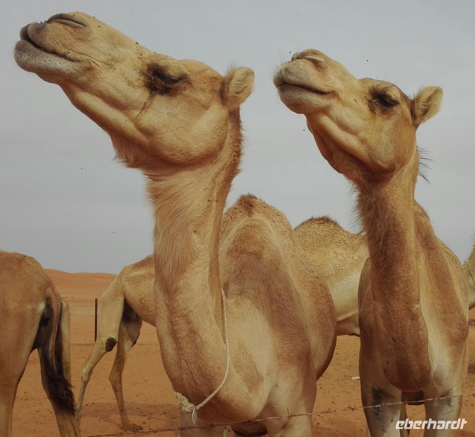 Die hatten wir hier eigentlich erwartet, aber es war keines zu sehen auf der Rennbahn