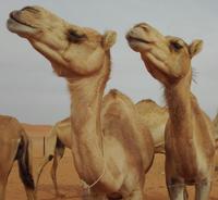 Die hatten wir hier eigentlich erwartet, aber es war keines zu sehen auf der Rennbahn