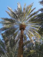 Oase Al Ain, Dattelpalme, Abu Dhabi