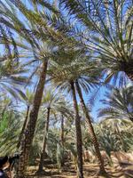Diese Palmen können bis zu 100 Jahre alt werden 