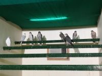 Abu Dhabi - Besuch der Falkenklinik