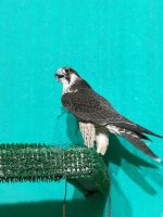 Abu Dhabi - Besuch der Falkenklinik