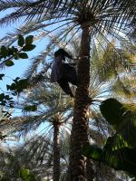 Al Ain Oasis - Pflücker an einer Datelpalme