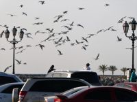 Vogeltreff zum Feierabend
