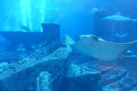 Aquarium im Atlantis Hotel