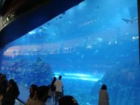 Aquarium in Dubai Mall 