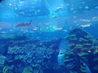 Aquarium in Dubai Mall 