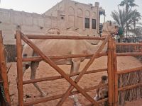 Kamel mitten in Dubai