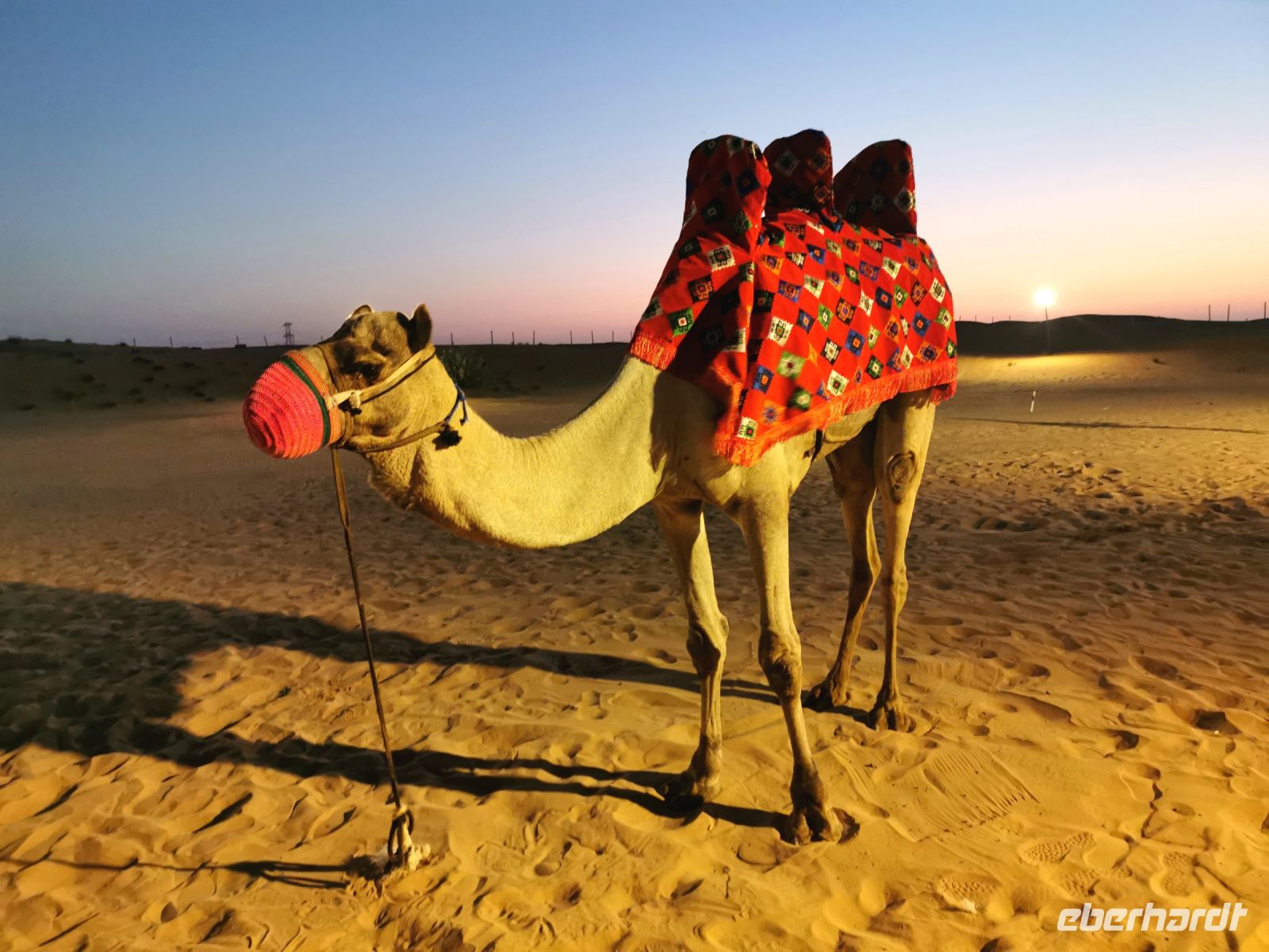 Zum Orient gehört nunmal ein Kamel, Dubai
