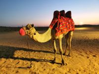 Zum Orient gehört nunmal ein Kamel, Dubai