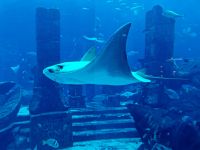 Mitten im Hotel befindet sich ein riesiges Aquarium mit dem 