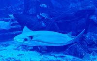 Ein Rochen gleitet an uns vorbei, Atlantis Hotel Aquarium