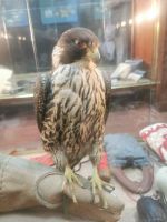 In der Falkenklinik von Abu Dhabi 