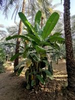 Bananenpflanze in den Hili Gärten in Al Ain