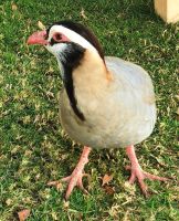 Er begrüßt uns auf dem Jebel Hafeet