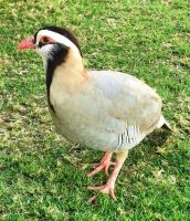 Neugieriger Besucher auf dem Jebel Hafeet