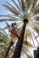 Und schon ist er oben, Hili Gärten