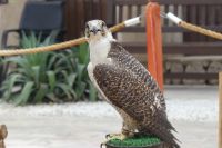 im Bastakiya Viertel