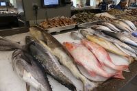 Fischmarkt Abu Dhabi