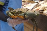 Fischmarkt Abu Dhabi