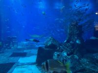 Aquarium im Atlantis Hotel