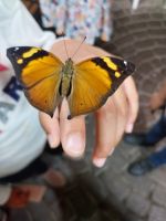 Schmetterlingsgarten