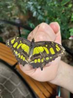 Schmetterlingsgarten