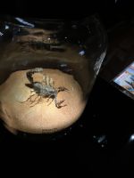 Dubai, EXPO-Gelände, im Visions - Pavillion