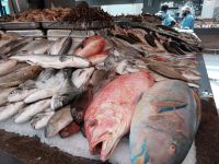 Fischmarkt Abu Dhabi