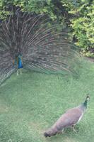 IMG_8921_Pfauen am Palast von Sheik Makthoum