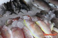 IMG_8990_?Ibrahim Sultani-Fisch? auf dem Sharjah Fischmarkt