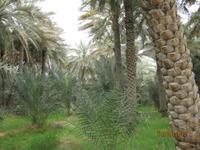 Der Blick in eine der Oasen von Al Ain