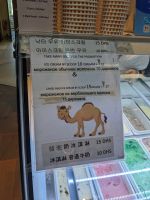 32. Madinat Jumeirah - Kamelmilcheis, Dubai