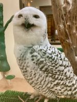 Falkenklinik, Abu Dhabi