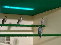 Falkenklinik, Abu Dhabi